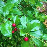 Garni Am Schaefersberg ニーダーンハウゼン