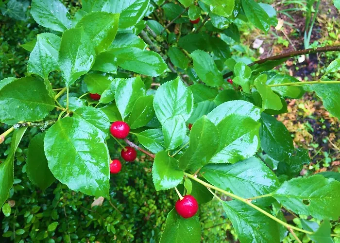 Garni Am Schaefersberg Niedernhausen